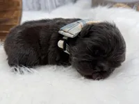 Mars, a male French Bulldog for sale in Barney, GA – Photo 4 of 9