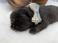 Mars, a male French Bulldog for sale in Barney, GA – Photo 3 of 9