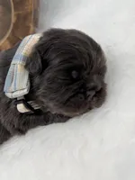 Mars, a male French Bulldog for sale in Barney, GA – Photo 7 of 9