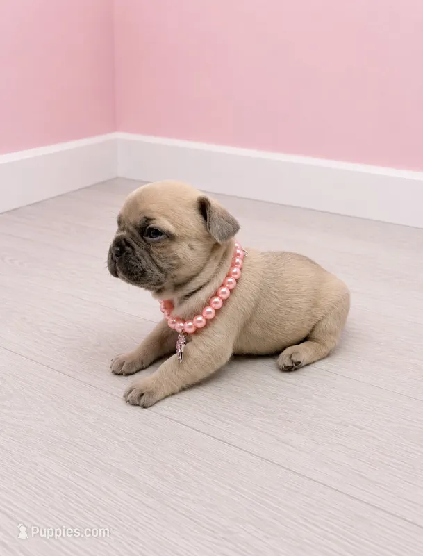 Milly  – French Bulldog puppy for sale in Barney, GA
