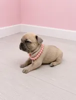 Milly , a female French Bulldog for sale in Barney, GA – 1 of 3