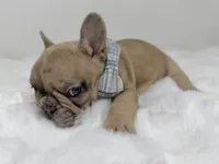 Cookie dough, a male French Bulldog for sale in Barney, GA – 2 of 6