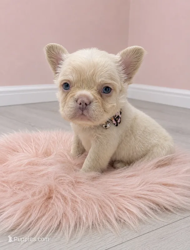 Fluffy Pearl – French Bulldog puppy for sale in Barney, GA