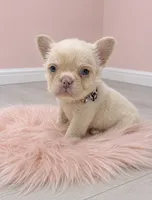 Fluffy Pearl, a female French Bulldog for sale in Barney, GA – 2 of 8