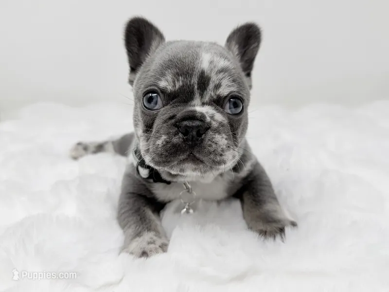 Merle tri Slate  – French Bulldog puppy for sale in Barney, GA