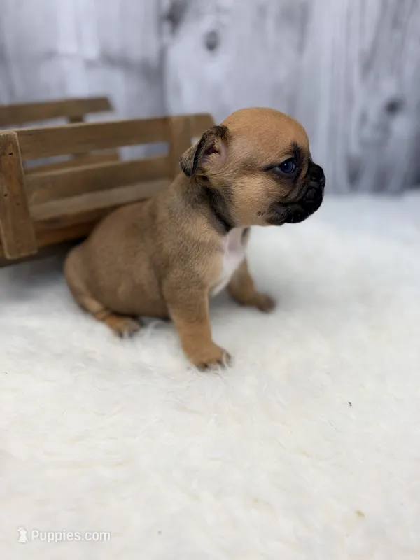 William – French Bulldog puppy for sale in Barney, GA