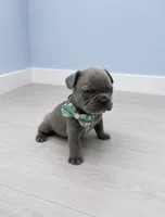 Prince , a male French Bulldog for sale in Barney, GA – 2 of 3