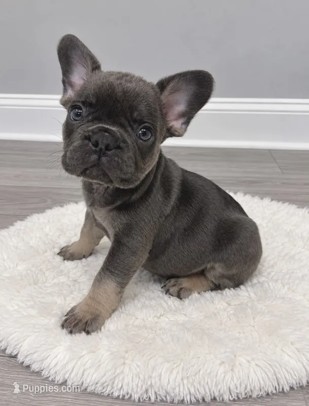 Finn – French Bulldog puppy for sale in Barney, GA