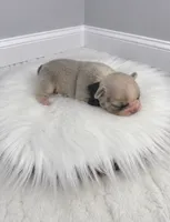 Dexter, a male French Bulldog for sale in Barney, GA – 1 of 3