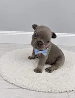 Leo, a male French Bulldog for sale in Barney, GA – 1 of 4