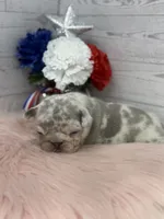 Lilac Merle Tri Stella , a female French Bulldog for sale in Barney, GA – 4 of 5