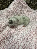 Eloise Merle tri, a female French Bulldog for sale in Barney, GA – 2 of 6