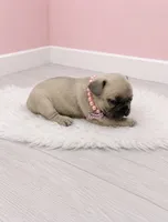 Milly , a female French Bulldog for sale in Barney, GA – 3 of 3