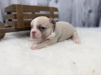 Dexter lilac fawn, a male French Bulldog for sale in Barney, GA – 9 of 10