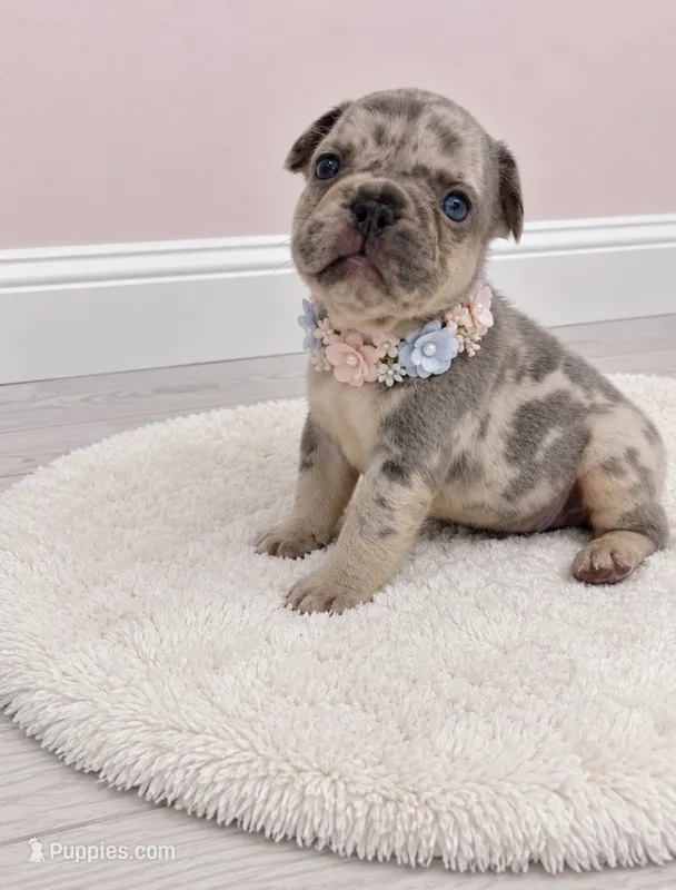 Angel – French Bulldog puppy for sale in Barney, GA