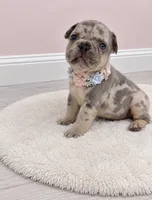 Angel, a female French Bulldog for sale in Barney, GA – 1 of 4
