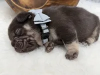 Alpha , a male French Bulldog for sale in Barney, GA – Photo 4 of 6