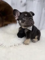 Chocolate Tri Alpha , a male French Bulldog for sale in Barney, GA – 4 of 10