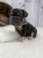 Chocolate Tri Alpha , a male French Bulldog for sale in Barney, GA – 6 of 10
