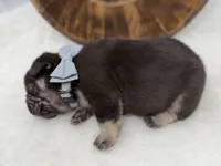 Alpha , a male French Bulldog for sale in Barney, GA – Photo 5 of 6