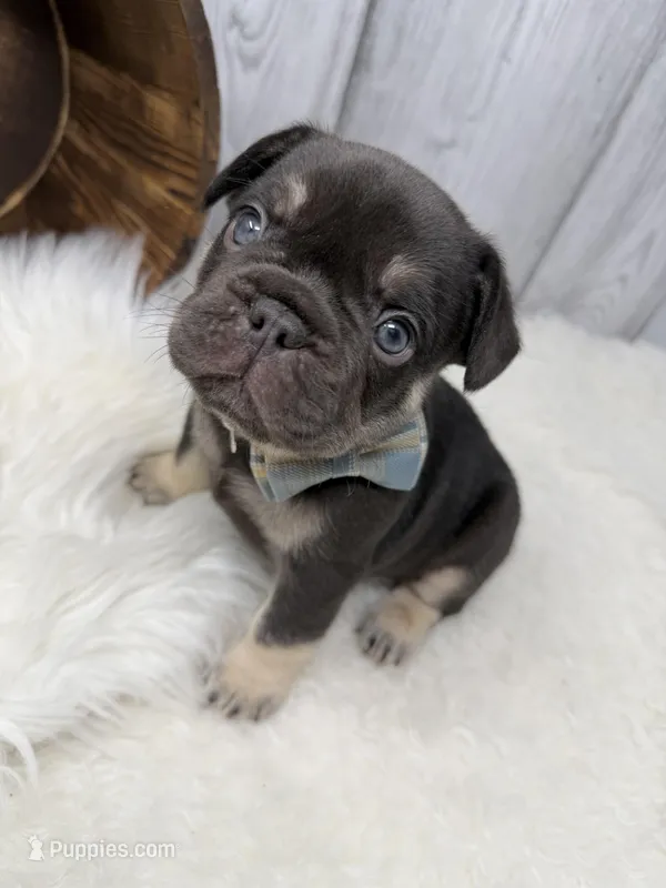 Alpha  – French Bulldog puppy for sale in Barney, GA