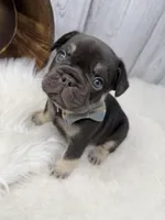 Chocolate Tri Alpha , a male French Bulldog for sale in Barney, GA – 5 of 10