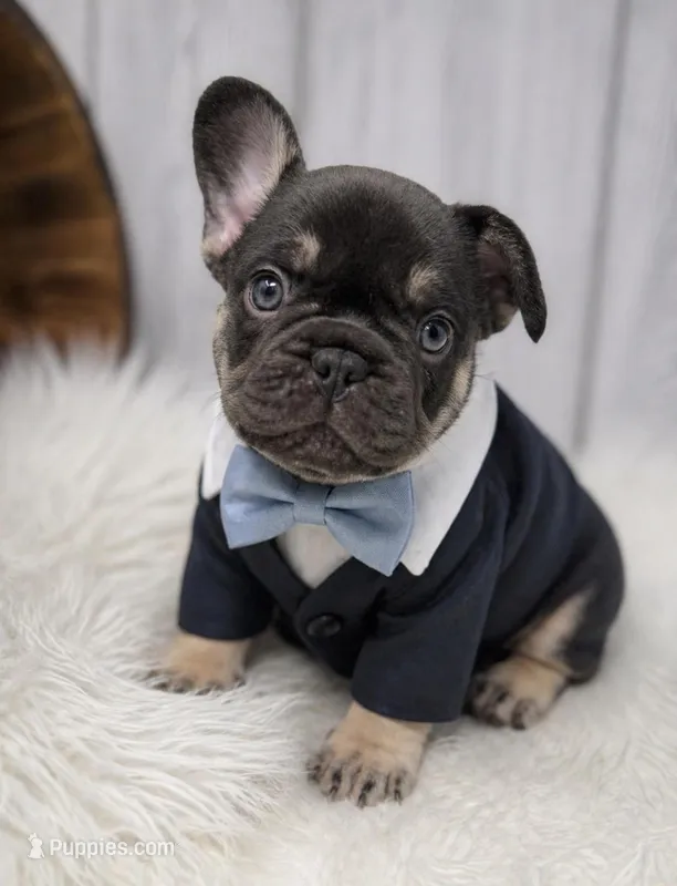 Alpha  – French Bulldog puppy for sale in Barney, GA