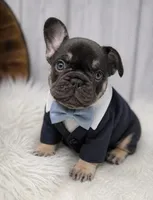 Chocolate Tri Alpha , a male French Bulldog for sale in Barney, GA – 1 of 10