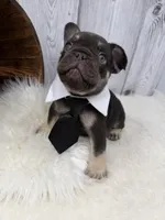 Chocolate Tri Alpha , a male French Bulldog for sale in Barney, GA – 3 of 10