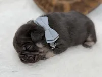 Alpha , a male French Bulldog for sale in Barney, GA – Photo 2 of 6