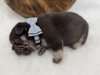 Alpha , a male French Bulldog for sale in Barney, GA – Photo 3 of 6