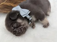 Alpha , a male French Bulldog for sale in Barney, GA – Photo 6 of 6