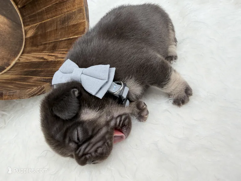 Alpha  – French Bulldog puppy for sale in Barney, GA