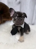 Chocolate Tri Alpha , a male French Bulldog for sale in Barney, GA – 2 of 10