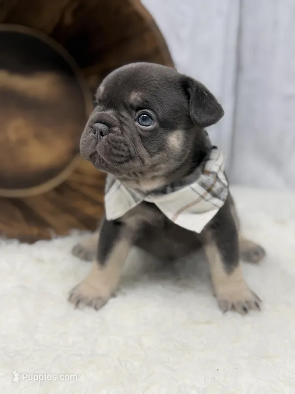 Alpha  – French Bulldog puppy for sale in Barney, GA