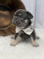 Chocolate Tri Alpha , a male French Bulldog for sale in Barney, GA – 7 of 10