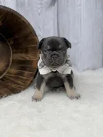 Chocolate Tri Alpha , a male French Bulldog for sale in Barney, GA – 8 of 10