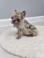 Stone , a male French Bulldog for sale in Barney, GA – 2 of 4