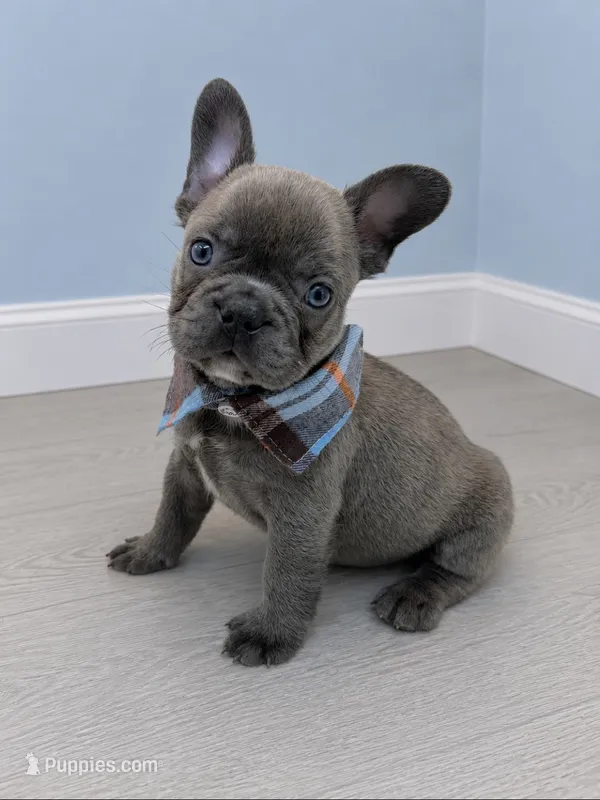 Prince  – French Bulldog puppy for sale in Barney, GA