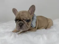 Cookie dough, a male French Bulldog for sale in Barney, GA – 5 of 6