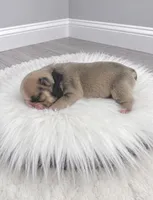 Dexter, a male French Bulldog for sale in Barney, GA – 2 of 3