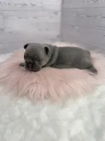 Lainey , a female French Bulldog for sale in Barney, GA – 3 of 5