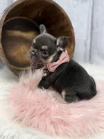 Chocolate Tri Nova , a female French Bulldog for sale in Barney, GA – 7 of 7