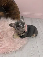 Chocolate Tri Nova , a female French Bulldog for sale in Barney, GA – 2 of 7