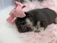 Nova , a female French Bulldog for sale in Barney, GA – Photo 2 of 8