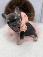Chocolate Tri Nova , a female French Bulldog for sale in Barney, GA – 6 of 7