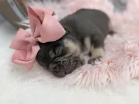 Nova , a female French Bulldog for sale in Barney, GA – Photo 6 of 8