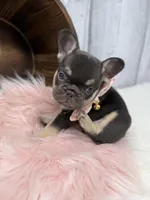 Chocolate Tri Nova , a female French Bulldog for sale in Barney, GA – 5 of 7