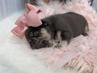 Nova , a female French Bulldog for sale in Barney, GA – Photo 5 of 8