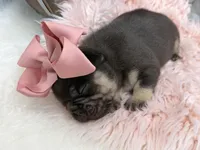 Nova , a female French Bulldog for sale in Barney, GA – Photo 3 of 8